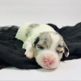 Kiwi - Merle male Bernedoodle puppy in Fate, Texas from Dandy Lane Poodles & Doodles