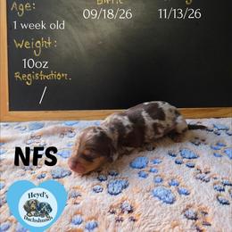 Wander - Dapple male Dachshund puppy in Hoquiam, Washington from Heyd's Mini Dachshunds