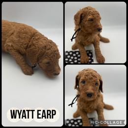 Wyatt Earp - Red  male Poodle puppy in Mount Vernon, Illinois from AMC Poodles