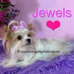 Yorkshire Terriers from Exquisite Dancing Yorkie for Sale