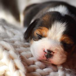 Boy 1 - Black tan and white male Beagle puppy in Caldwell, Ohio from Folklore Kennel