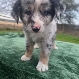 Ulysses - Blue merle male Miniature Australian Shepherd puppy in Copperas Cove, Texas from Hidden Leaf Aussies