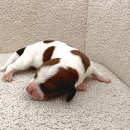 Dachshund Puppies from Magnolia Dachshunds