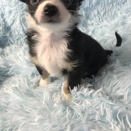 Chihuahua Puppies from Kim's Chi babies from Place of Grace