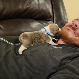 German Shepherd and Pembroke Welsh Corgi Puppies from J&R Shepherds & Corgis