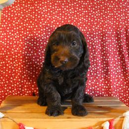 Steel  with a teal collar - Chocolate male Australian Labradoodle puppy in Provo, Utah from EllsWORTH Labradoodles LLC