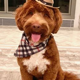Mango - Australian Labradoodle