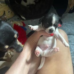 AKC Boy 1 - Black and white male Chihuahua puppy in Anoka, Minnesota from Anoka County MN AKC Chihuahuas