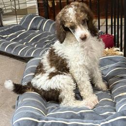Mocha - Parti male Poodle puppy in Huntsville, Texas from Antigua Standard Poodles