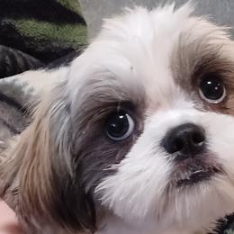 Shih Tzus from Home Brew Shih Tzu