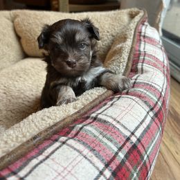 Lady - Chocolate female Havanese puppy in Rockwell, North Carolina from Arrow Hope Farms