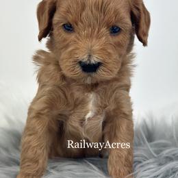 Zander - Red  male Goldendoodle puppy in Milford, Indiana from Railway Acres Kennel
