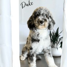Duke - Bernedoodle