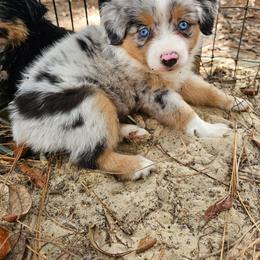 Honey - Blue merle female Miniature Australian Shepherd puppy in Dunnellon, Florida from Ever After Mini Aussies