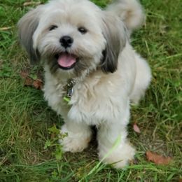 Elsa - Lhasa Apso