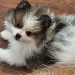 Bohdi 760 960-2619 - Tri-colored male Pomeranian puppy in El Centro, California from BabyBooPoms
