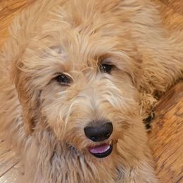 Remi - Goldendoodle puppy from Dakota Sky's Goldens