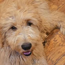 Remi - Goldendoodle puppy from Dakota Sky's Goldens