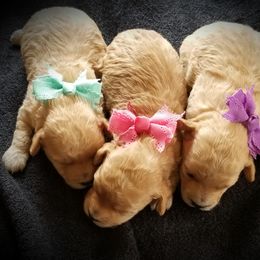 Poodle Puppies from Champion Poodles