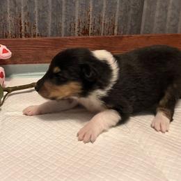 Collie Puppies from A/K Rough Collies