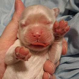 Fern - Buff female Cocker Spaniel puppy in Crossville, Tennessee from Timber Sunrise Cockers