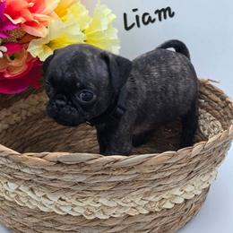 Liam - Black Collar - Brindle male Pug puppy in Olin, North Carolina from Piggy Pugs