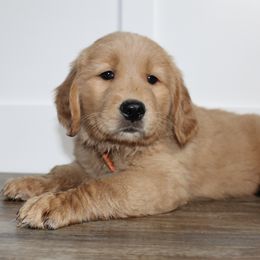 Australian Shepherd and Golden Retriever Puppies from Sterling Valleys Goldens and Aussies
