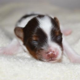 Ivory - Parti female Yorkshire Terrier puppy in California from Skyridge Puppies