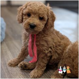 Henna - - Apricot female Goldendoodle puppy in Jeddo, Michigan from Apple Creek Doodles