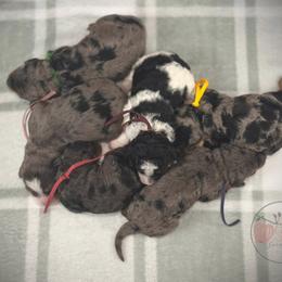 Bernedoodle, Goldendoodle, Golden Retriever, and Poodle Puppies from Red String Farmstead