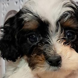 Cavapoos and Cockapoos from Kelley's Goldens Poodles and Doodles