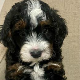 Iris - Tri-color female Bernedoodle puppy in Mount Pleasant, Texas from Hilary’s Doodle Ranch