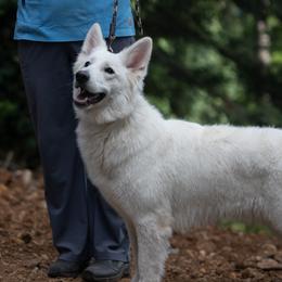 Berger Blanc Suisse puppies from Moro Shepherds
