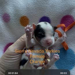Orange - Parti female Yorkshire Terrier puppy in South Lake Tahoe, California from Sierra Nevada Yorkies