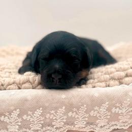 Beauty - Phantom female Bernedoodle puppy in North Carolina from Tuxedo Mountain Doodles