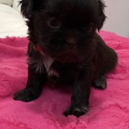 Emory - Chocolate female Shih Tzu puppy in Stafford, Virginia from Bayview Pups