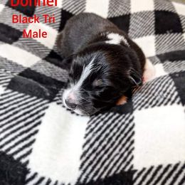 Golden Retriever and Miniature Australian Shepherd Puppies from Haleys Farm