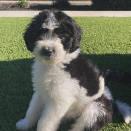 Ellen - Black and white female Bernedoodle puppy in Yuba City, California from Ranch House Doodles
