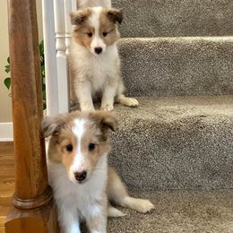 Shetland Sheepdog Puppies from Southern Charm Sheltie’s