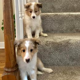 Shetland Sheepdog Puppies from Southern Charm Sheltie’s