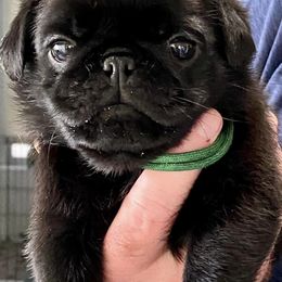 Pugs from Sunshine Pugs
