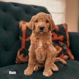 Ham - Red  male Goldendoodle puppy in Yukon, Oklahoma from Bows & Ties Doodles
