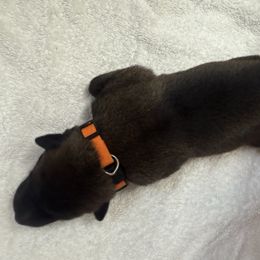 Orange Collae - Male 1 - Fawn sable male Belgian Malinois puppy in Trenton, Georgia from Laeknir K9