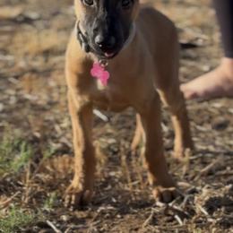 Belgian Malinois Puppies from Lion and The Lamb Kennel
