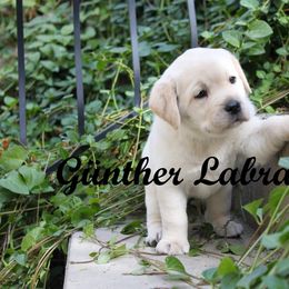 Labrador Retriever Puppies from Günther Labradors