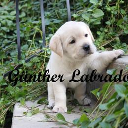 Labrador Retriever Puppies from Günther Labradors