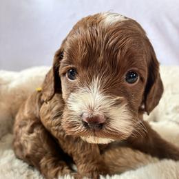 Starlight - Red and white female Cockapoo puppy in Adrian, Oregon from ApplebyFarm