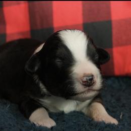 Romeo - Black tri male Miniature Australian Shepherd puppy in Kissee Mills, Missouri from Clinkenbeard Kennel