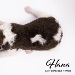 Bernedoodle, Saint Berdoodle, and Sheepadoodle Puppies from Yankee Doodle Puppies