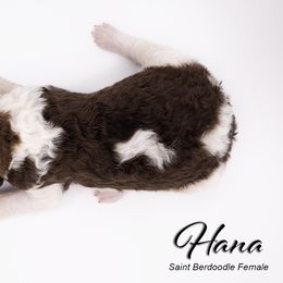 Bernedoodle, Saint Berdoodle, and Sheepadoodle Puppies from Yankee Doodle Puppies